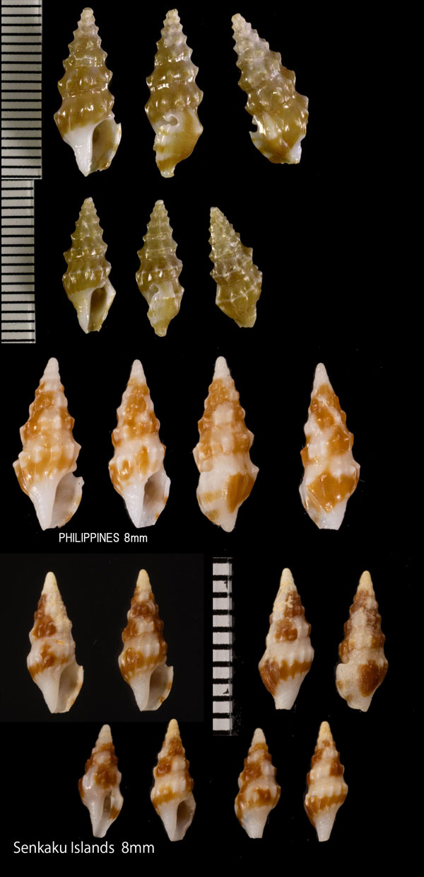 カドバリカササギクダマキ Clavus formosus small