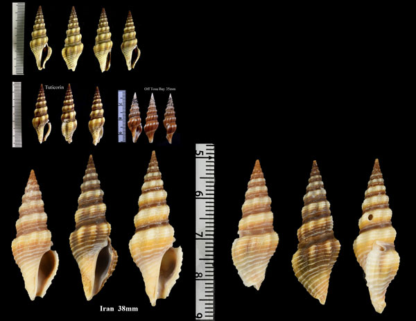 ハクセンシャジクの仲間 Ptychobela nodulosa small