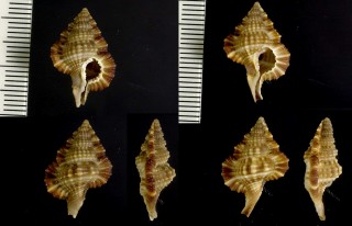 ミヤビアラレボラ Gyrineum longicaudatum small