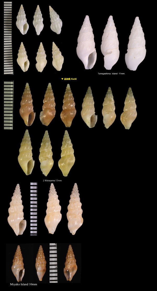 スールークダマキ (仮称) Splendrillia suluensis small