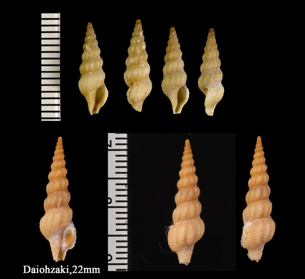 オキナモミジボラ Compsodrillia nakamurai small