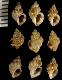 ウネオリイレボラ Axelella suduirauti small