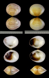 ミナミタマキガイ Glycymeris radians small