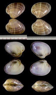 ゴウシュウハマグリ Callista impar small