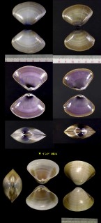インドタママキ Mactra grandis small