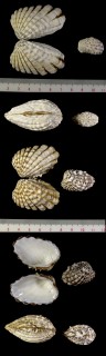 オオクロフトマヤ Cardita marmorea small