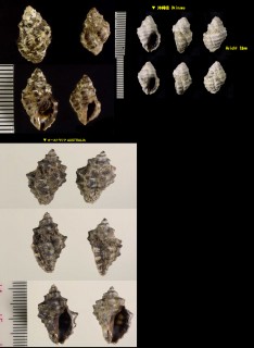 オハグロレイシ Thais pseudodiadema small