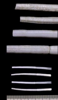 nu^GcmKC̒?  Entalinopsis sp.