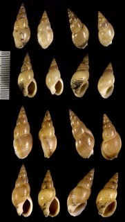 インダスホタルバイ (仮称) Bullia indusica small