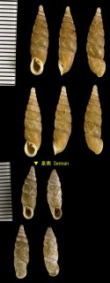 ハベギセル Stereophaedusa addisoni var. habei small