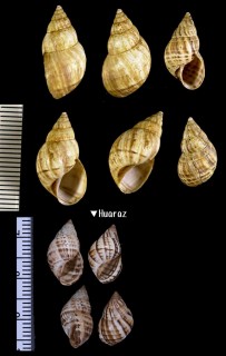 ソコスジオカカクタニシの仲間 Bostryx torallyi peruvianus small