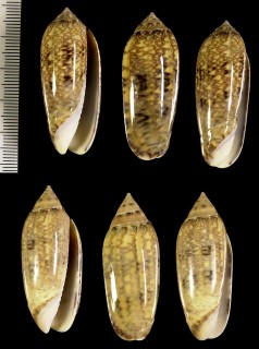 ボウスイマクラの一型 Oliva circinata small