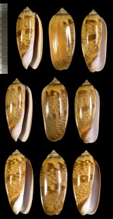 クチジロマクラ Oliva hirasei small