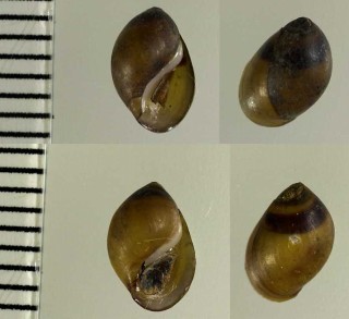 ニューカレドニアのカワニナ 未詳 Melanopsis sp. small