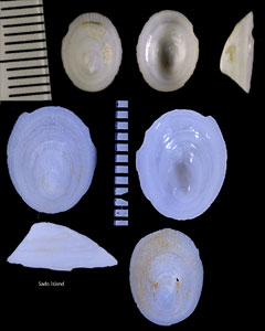 サガミシロガサ cf. Sagamilepeta sagamiensis small