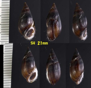 モロッコムシロマイマイ Melanopsis buccinoidea small