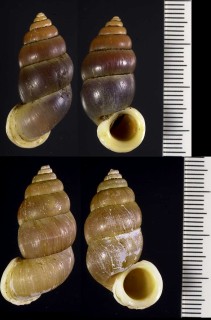 クロオオサナギ (仮称) Farcimen superbum small
