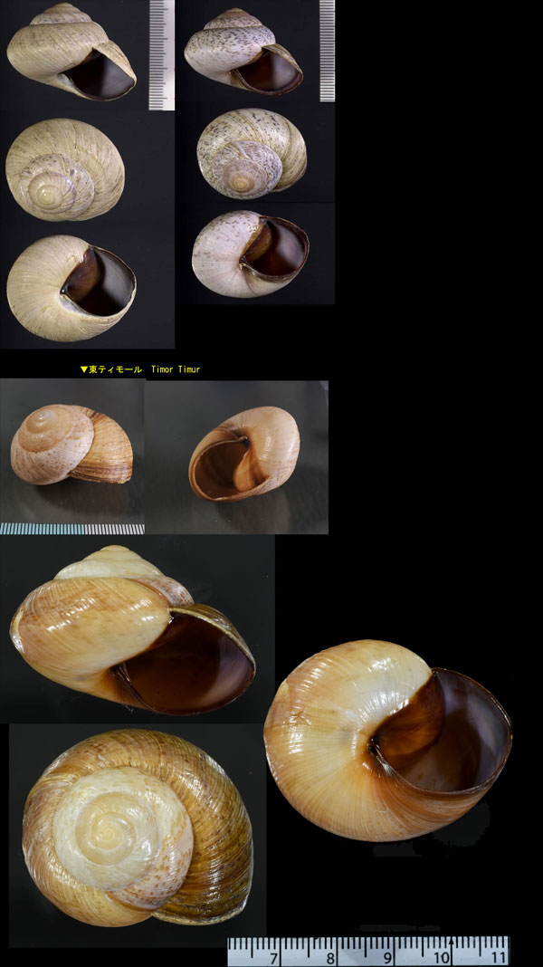 ヤニスチュアートメダママイマイ (仮称) Asperitas stuartiae yani small