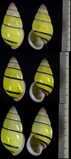 イナズママレーマイマイの一種 Amphidromus candidus small