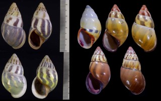スンバアカグチマレーマイマイ Amphidromus latestrigatus sumbaensis small