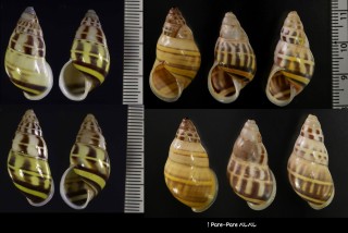 イロモヨウマレーマイマイ Amphidromus maculatus small