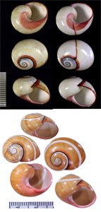 チイサコダママイマイ Polymita picta roseolimbata minor small