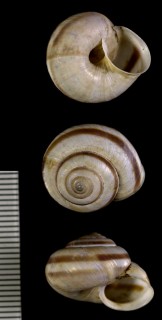 カドバリコマイマイの仲間07 Fruticocampylaea narzanensis small