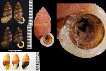 ホンオオサナギガイ Farcimen tortum small