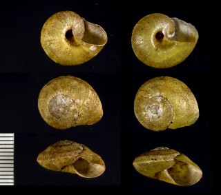 コヌリツヤマイマイの仲間 Rhytida duplicata vivens small