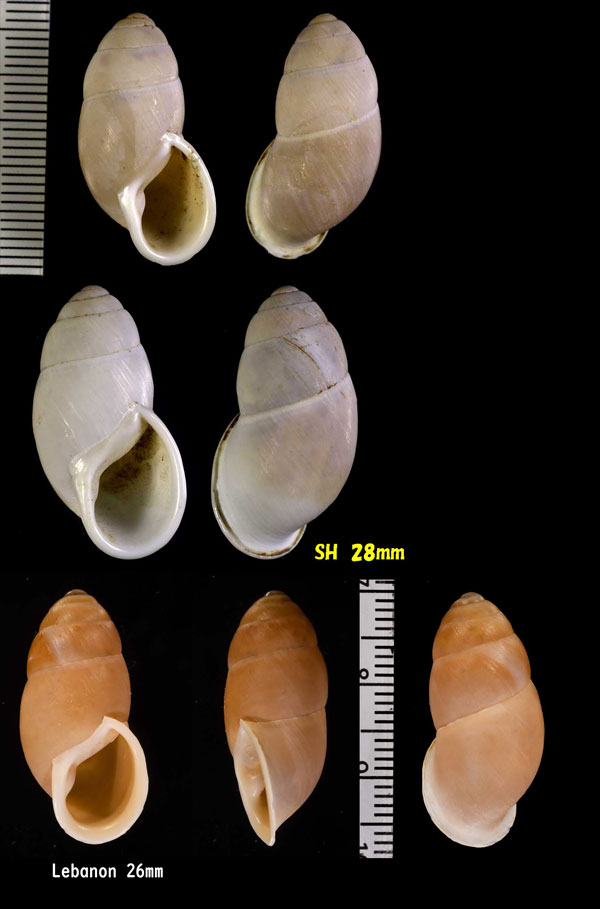 トノサマキセルモドキ Buliminus labrosus small