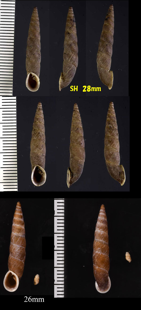 ジャワゴボウギセル (仮称) Oospira javana small