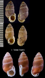 タイワンアズキ 台湾小豆貝 Pupinella swinhoei small