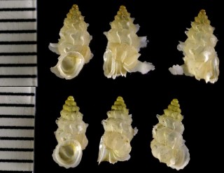 パラオのヒダリマキゴマガイ Palaina alata small