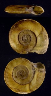 ヨーロッパミズヒラマキガイ Gyraulus planorbis small