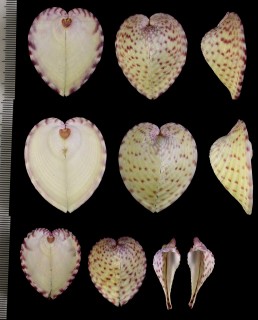 インドアオイ Corculum impressum small