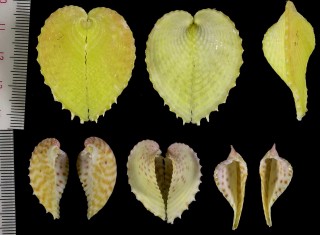コシダカアリュウキュウアオイ Corculum obesum small
