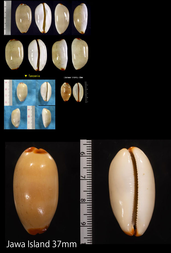 キイロヤナギシボリダカラ 黄色柳絞宝 Luria isabella gilvella small