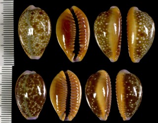 アフリカカモンダカラ Erosaria helvola meridionalis small