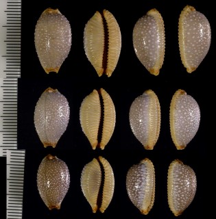 ミナミサメダカラ 南鮫宝 Staphylaea staphylaea consobrina small