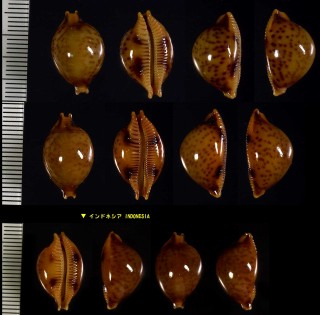 メラネシアチドリダカラ Pustularia globulus sphaeridium small