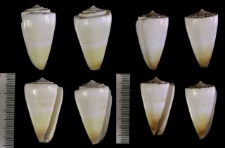 ヒクニールセンイモ Conus nielsenae reductaspiralis small