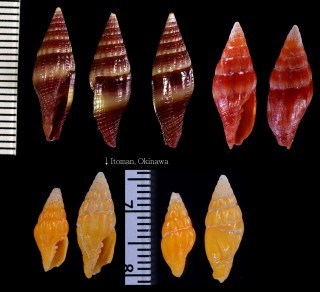 サンゴオトメフデ Pusia corallinum small
