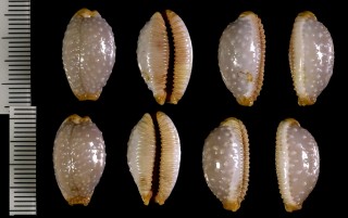 ミナミシボリダカラ Staphylaea limacina facifer small