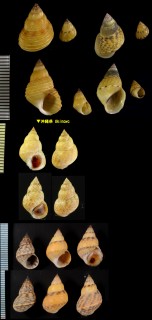 イロタマキビ Littorina pallescens small