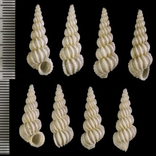 ニュージーランドチリメンニナ Cirsotrema zelebori small
