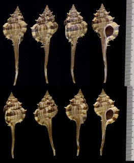 ウスツブリの亜種 Haustellum multiplicatus bantamensis small
