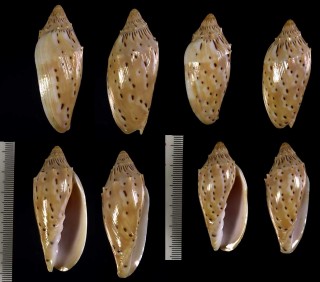 ウーアゴマフコオロギ Cymbiola houarti small