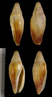 ガードネルメロン Notovoluta gardneri small