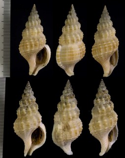 キラナサバイ Nassaria magnifica kirai small