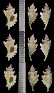 ケープヨウラク Pteropurpura debruini small